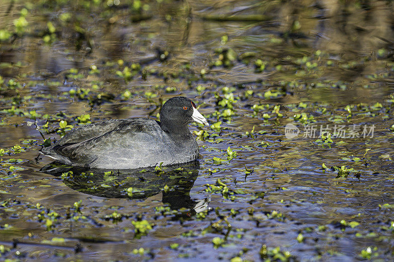 美洲白骨顶(Fulica americana)，也被称为泥鸡或pouldeau，是一种鸟类的家庭拉利科。萨克拉门托国家野生动物保护区，萨克拉门托山谷，加利福尼亚州